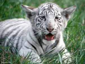 tigre de bengala bebé color blanco
