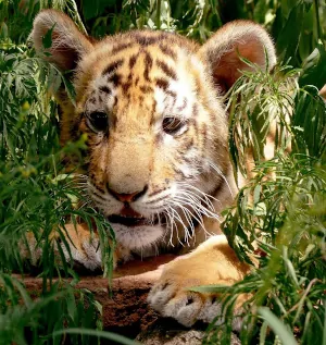 camuflaje de un tigre bebé