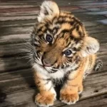 mirada de un cachorro de tigre Indio