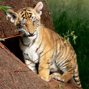 cachorro de tigre en libertad