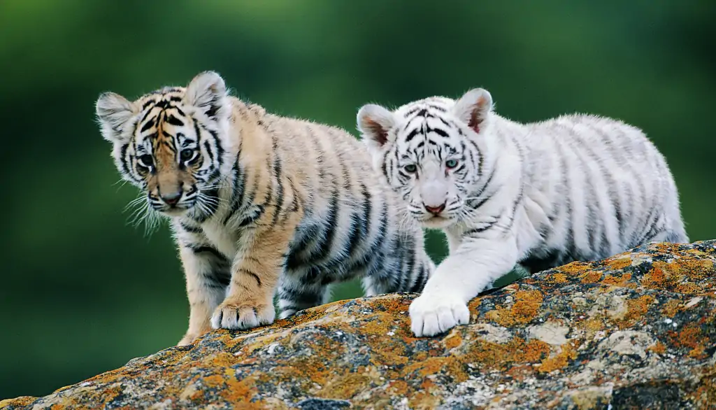 tigre de bengala bebé