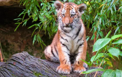mini tigre de 4 meses