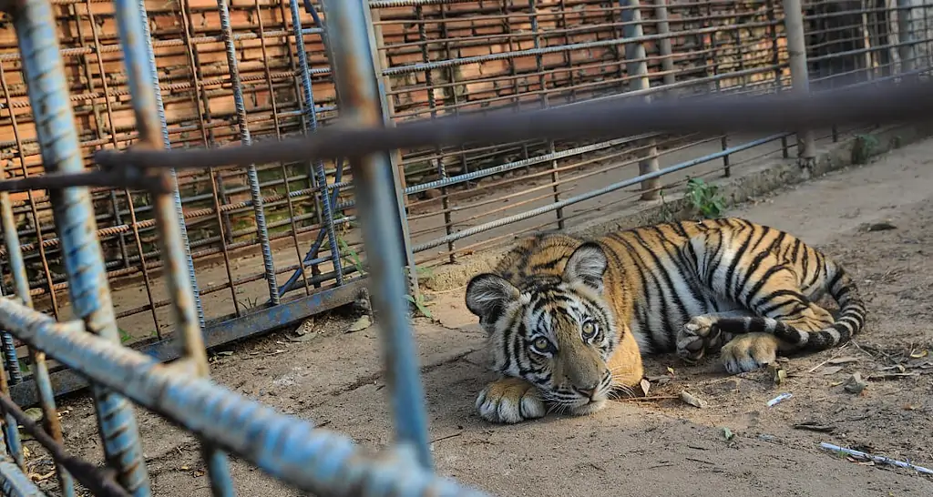endogamia en tigres en cautividad