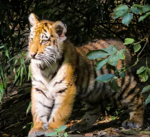 tigre joven en el bosque