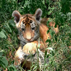 cría de tigre de bengala jugando con una piedra