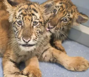 tigres jóvenes en cautividad