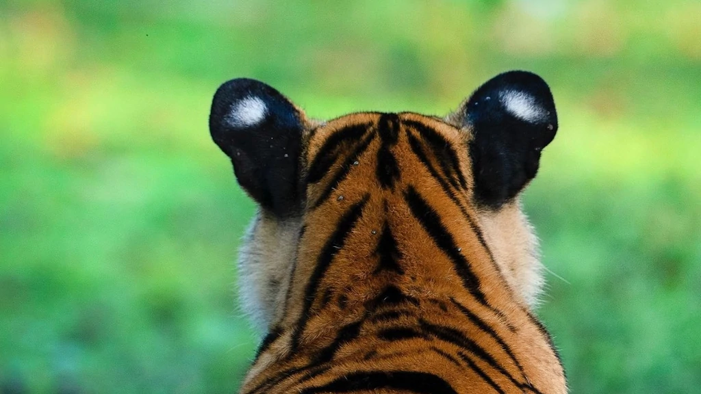 colores del pelaje de las orejas del tigre