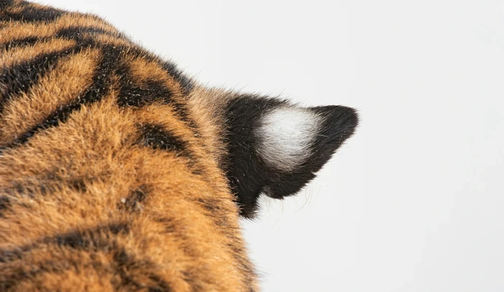 el oído del tigre