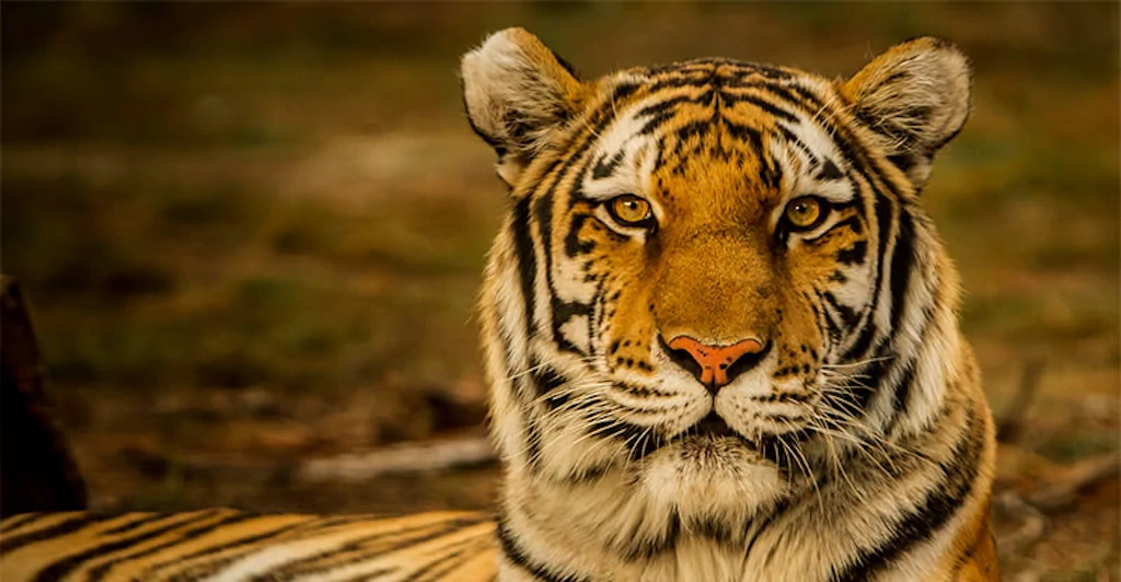 las orejas del tigre